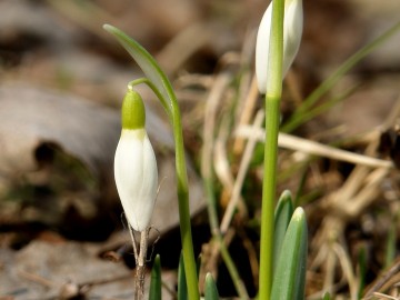 Działania w ramach czynnej ochrony pełnika europejskiego w PPK., 